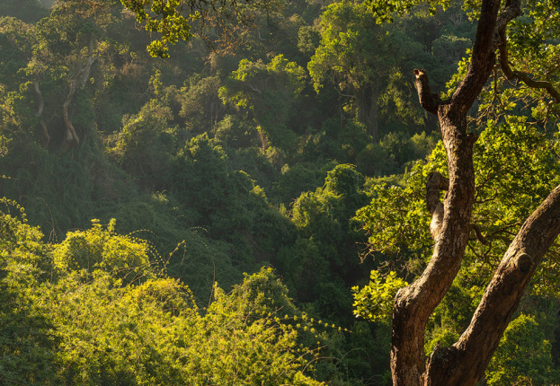 boldo-header